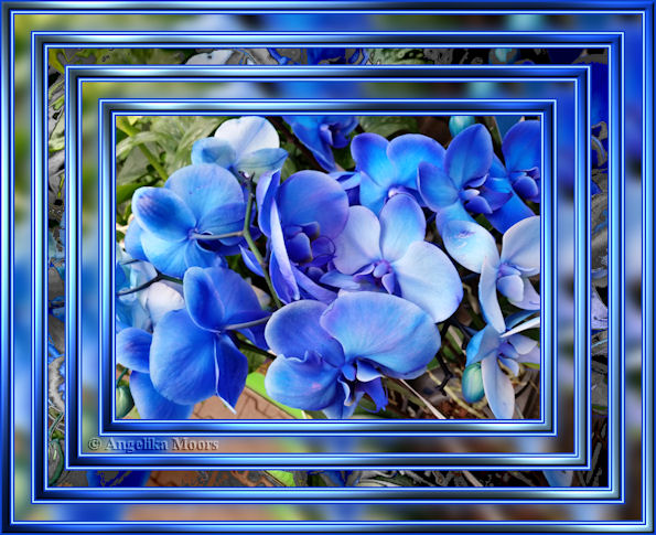 blaue orchidee01