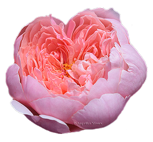 rose015